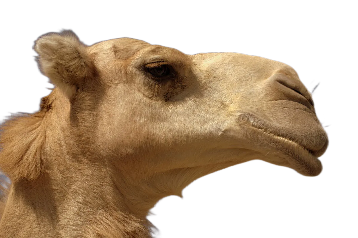Head of a dromedary camel