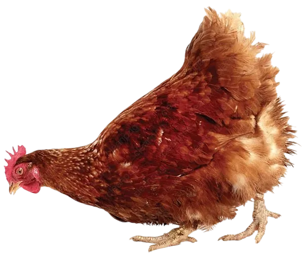 Brown laying hen